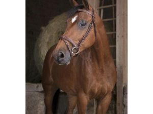 BRIDON NORTON PRO « FIN »