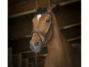 BRIDON NORTON PRO « ROCK »