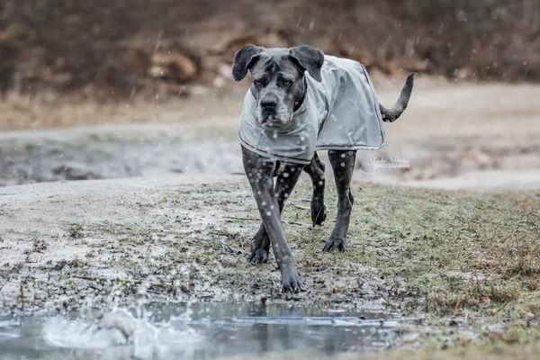 Veste Imperméable pour chien