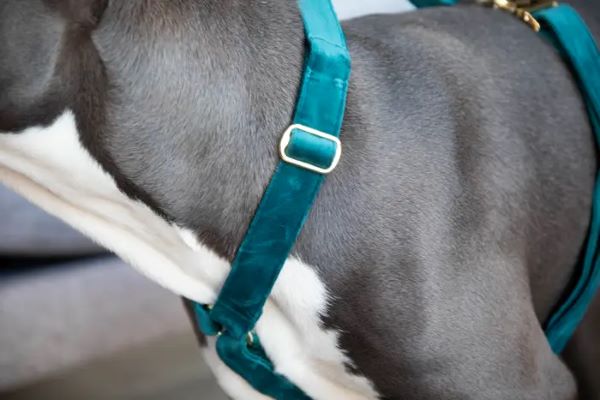 Harnais pour chien Velvet Loop Kentucky – Image 3