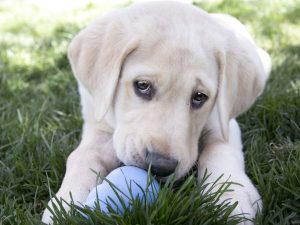 KONG CHIOT
