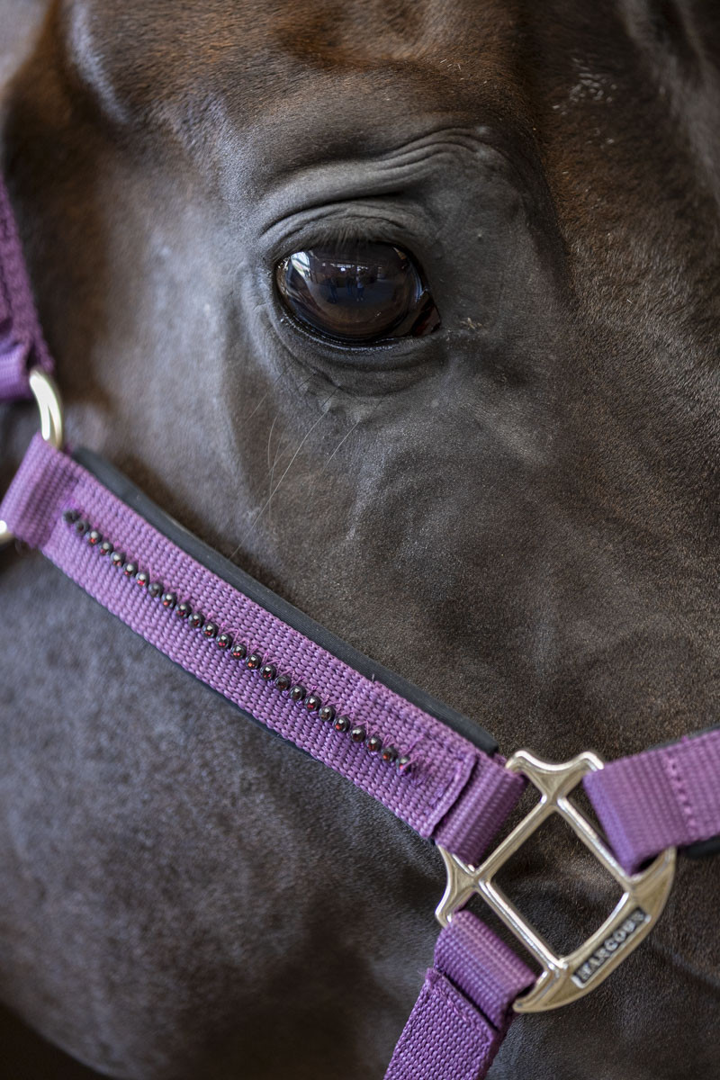 AMOUR LICOL ET LONGE – Image 10