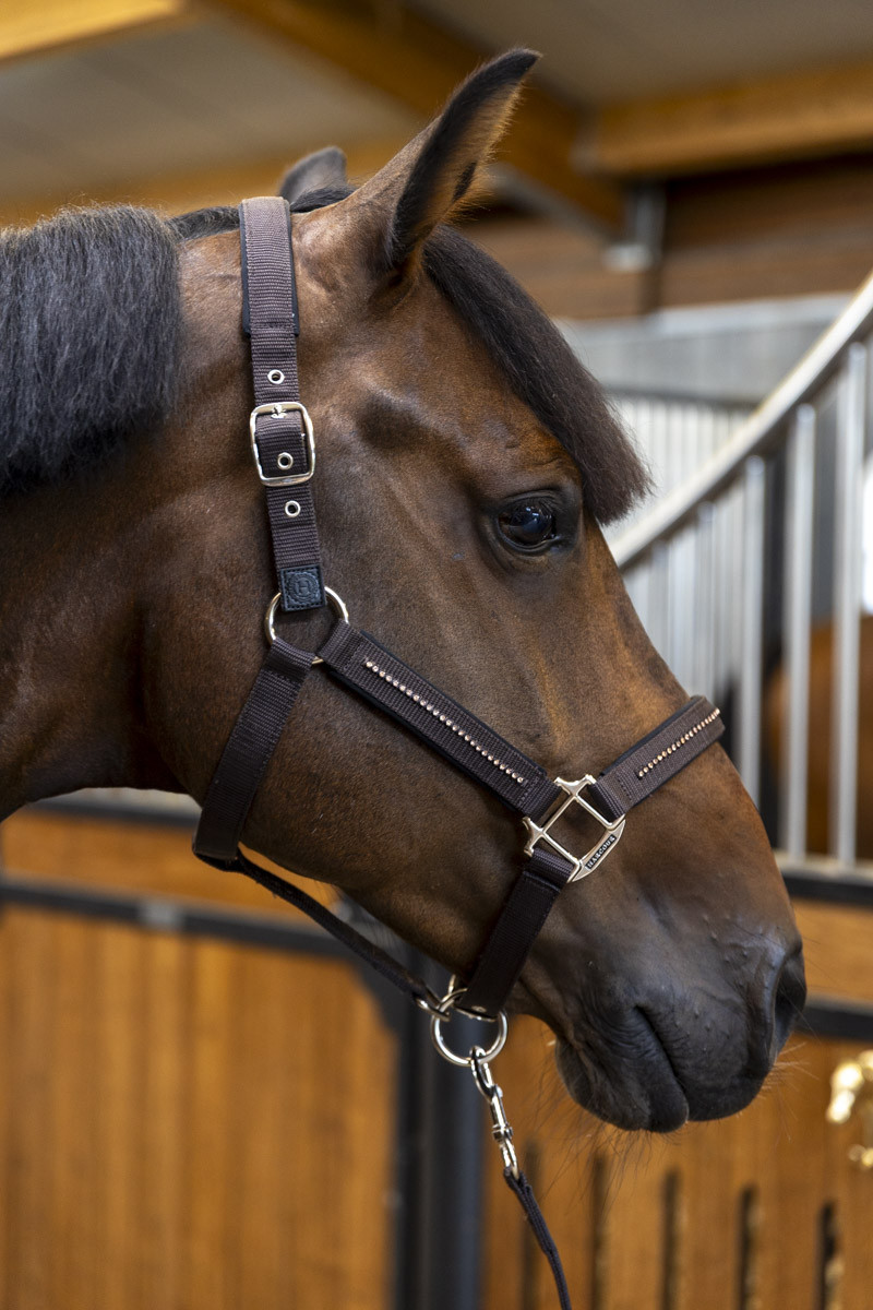 AMOUR LICOL ET LONGE – Image 6