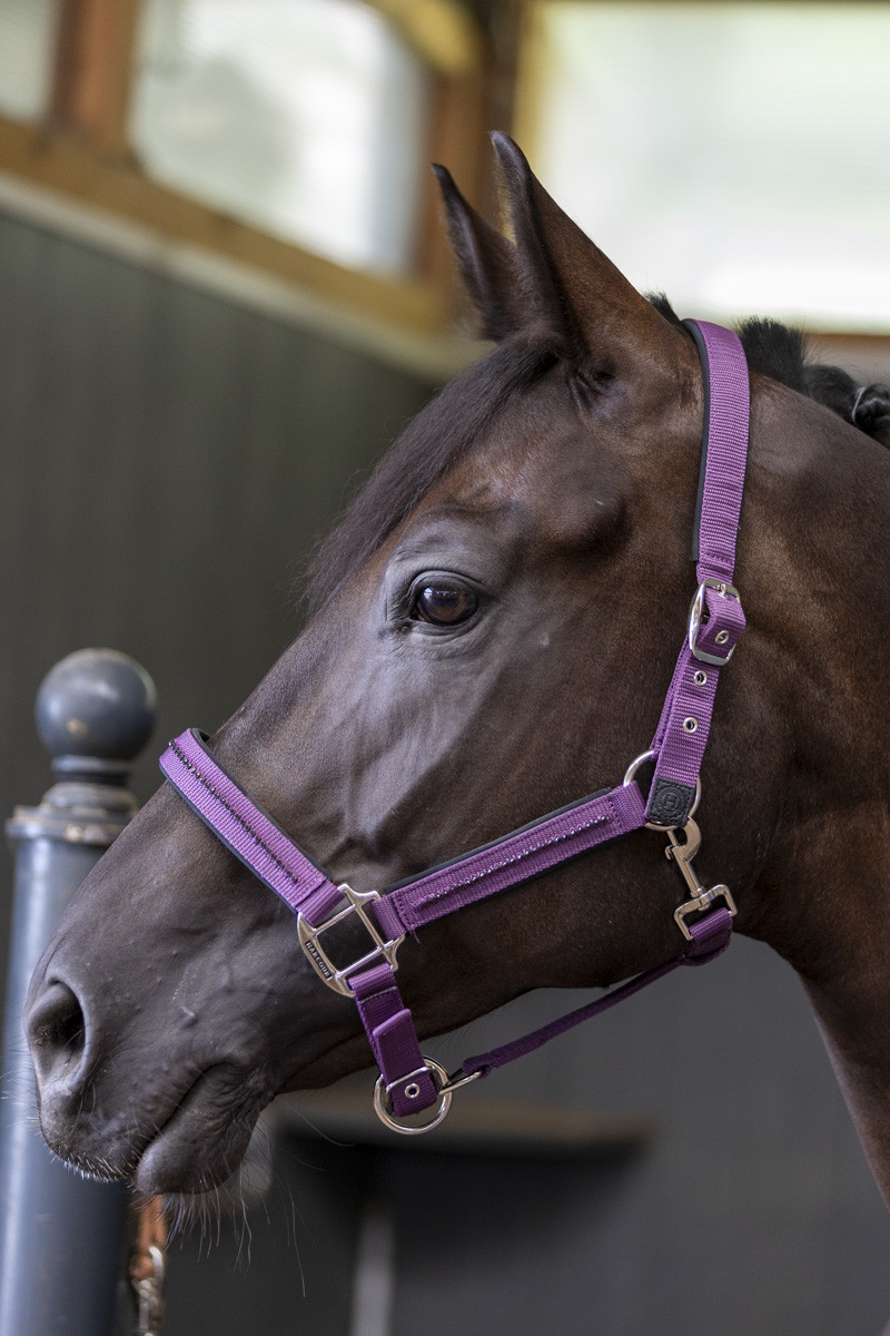 AMOUR LICOL ET LONGE – Image 9