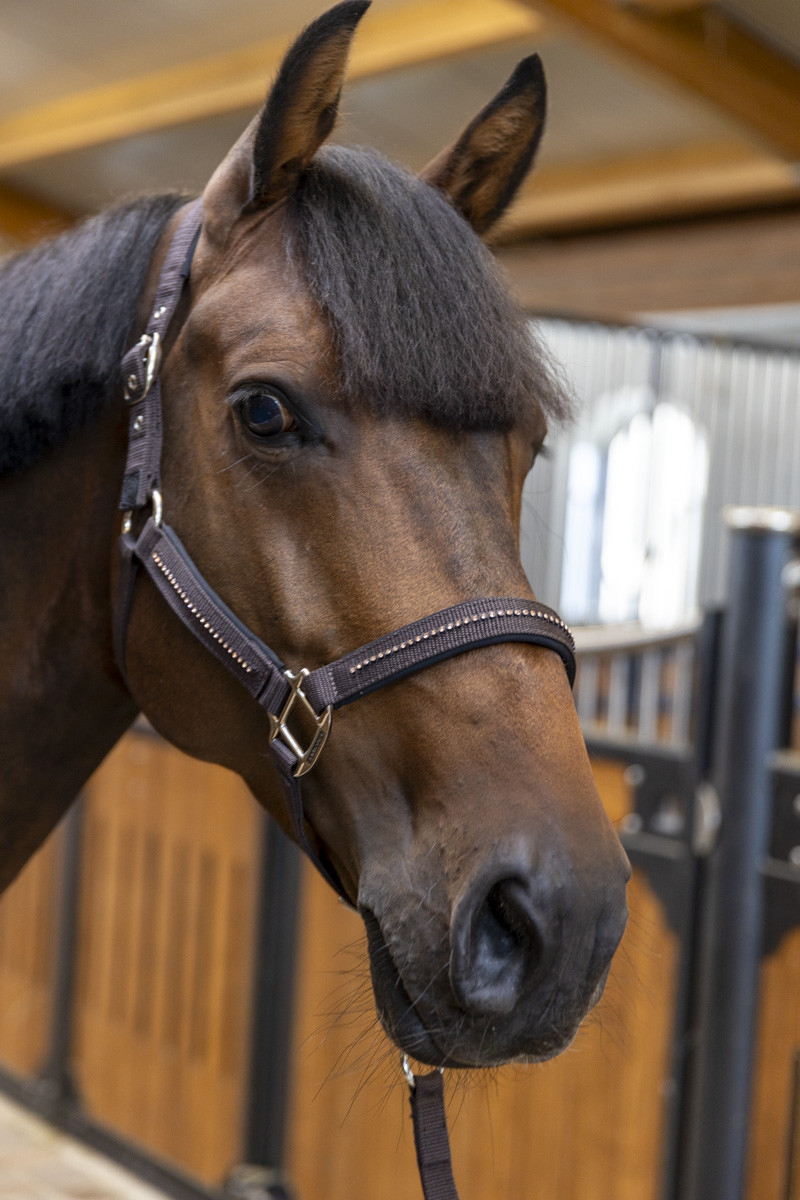 AMOUR LICOL ET LONGE – Image 7