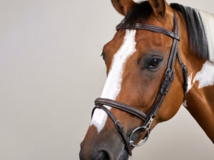 Bridon Muserolle Combinée avec Montants à Clips