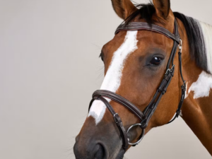 Bridon Muserolle Combinée Avec Mousqueton