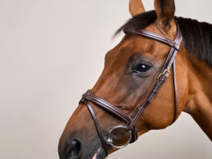 Bridon Muserolle Combinée Dy&rsquo;on