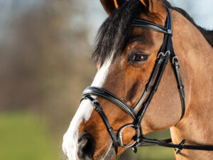 Bridon Elegant Black + rênes