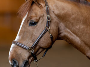Licol Little Groom Brun